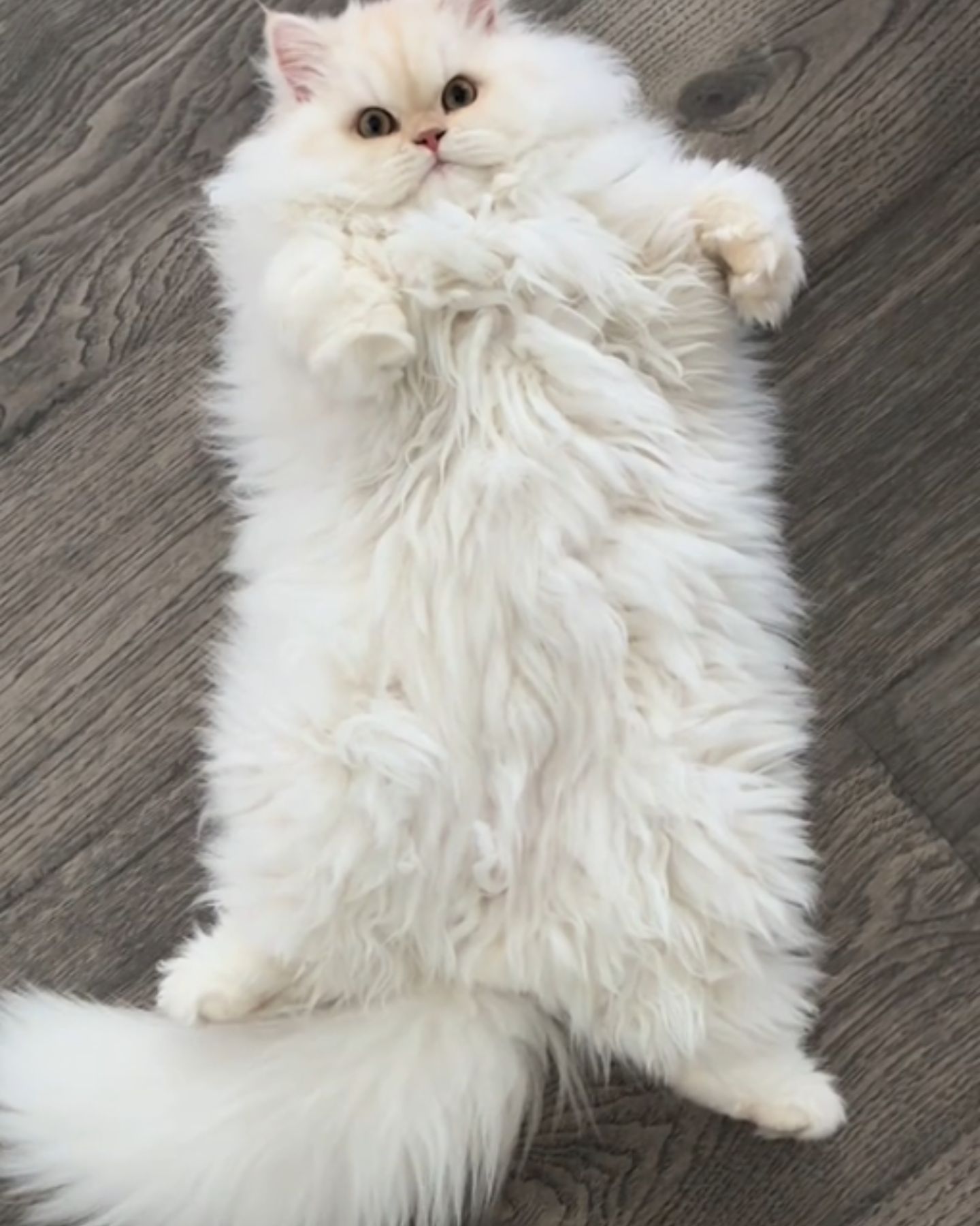 fluffy white cat is lying on the floor