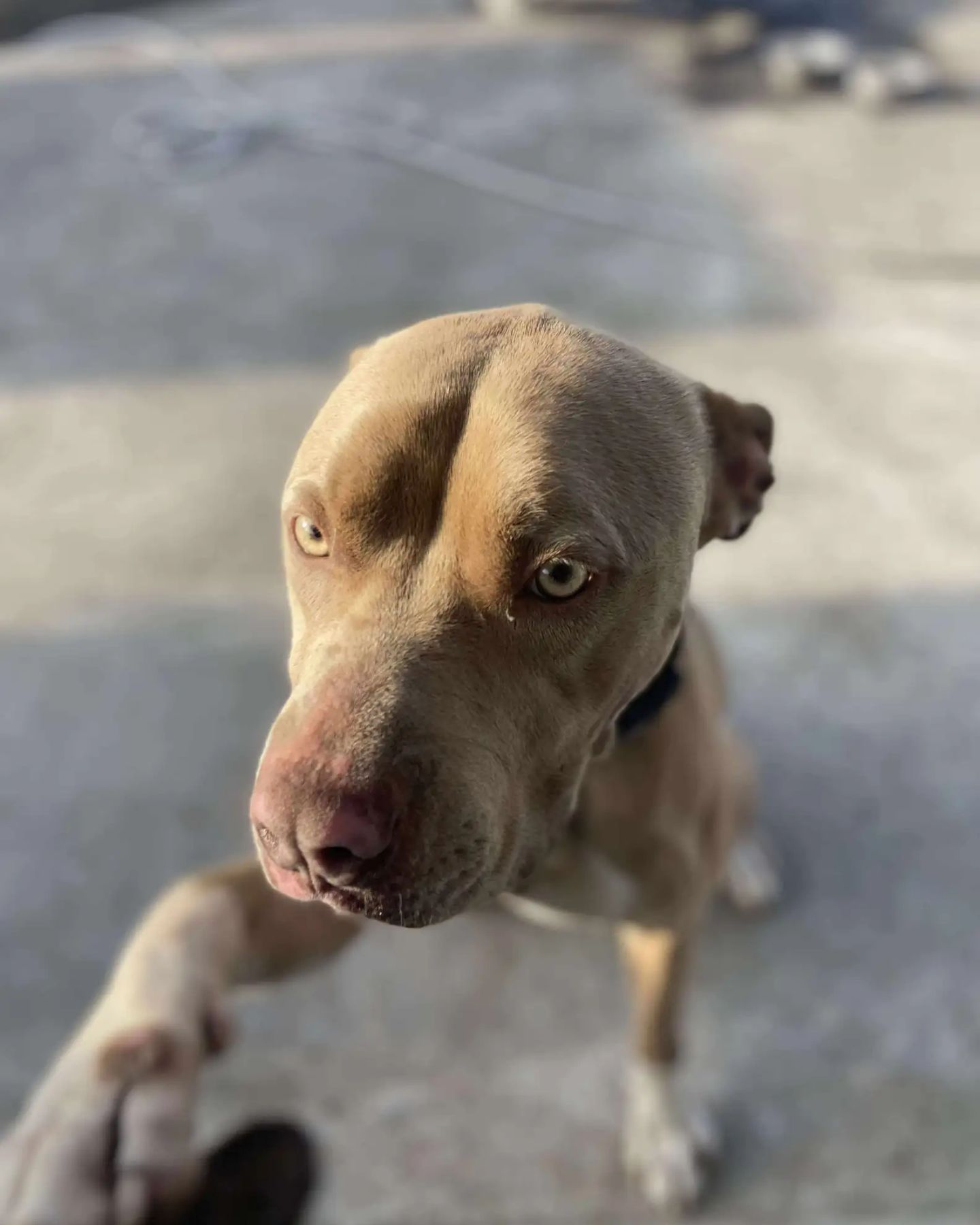 found dog giving paw