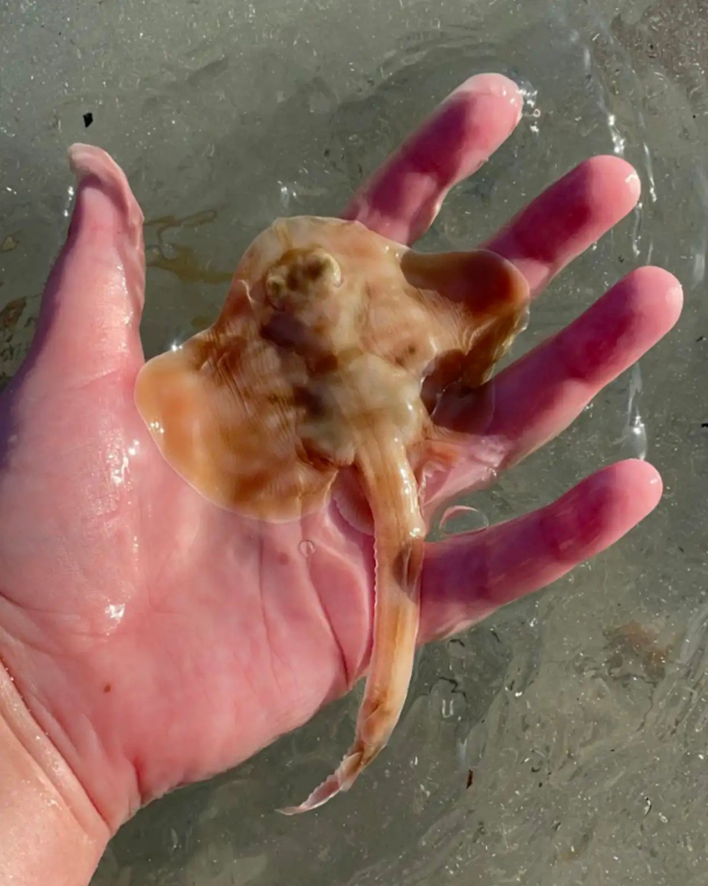 found mermaid's purse in hands