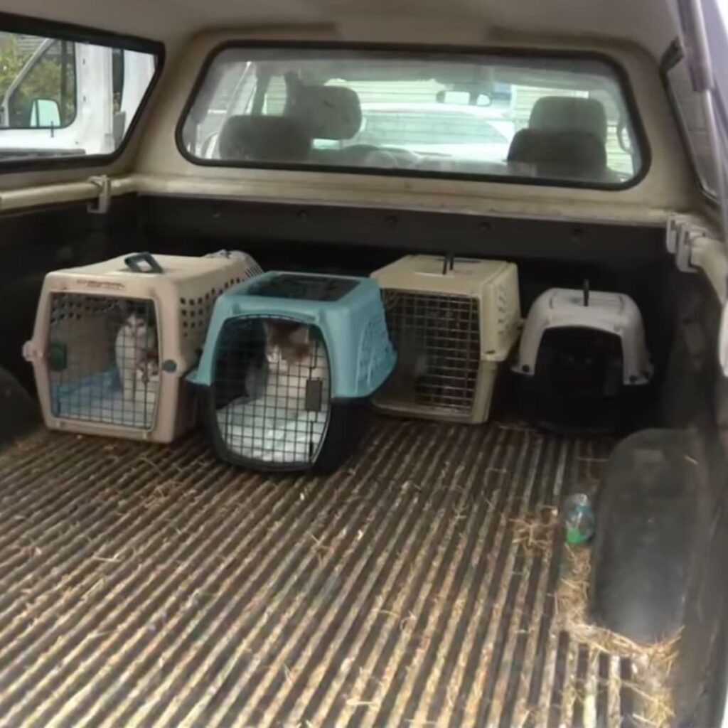 four cages with cats in the car