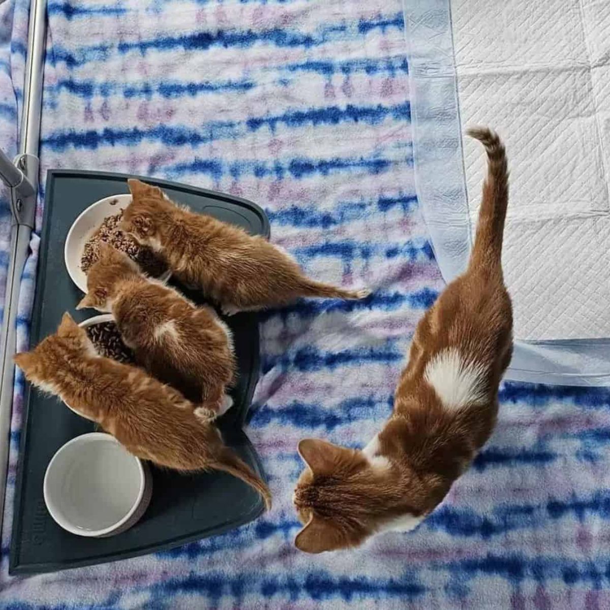 four kittens
