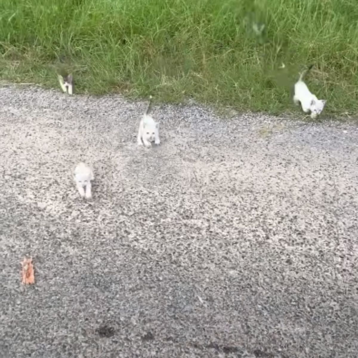 four little kittens on the street