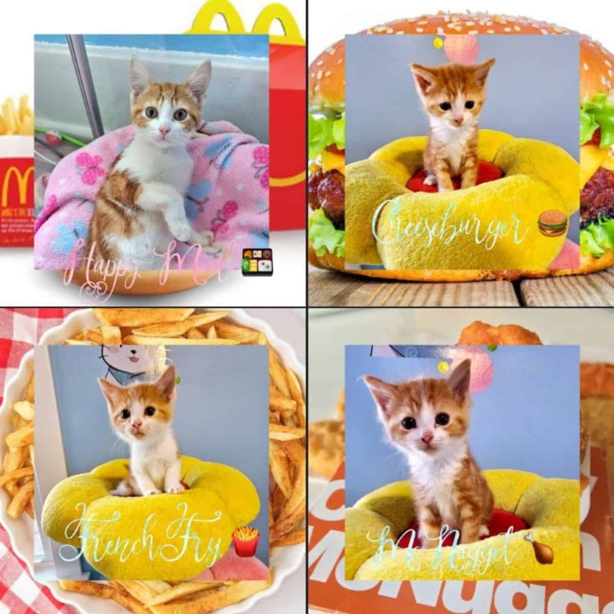 four pretty and funny cats