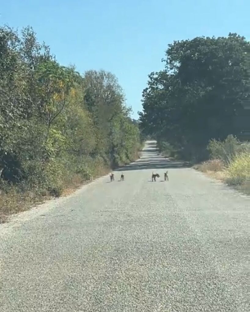 four puppies are standing on the road