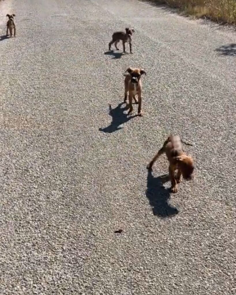 four puppies are walking along the road