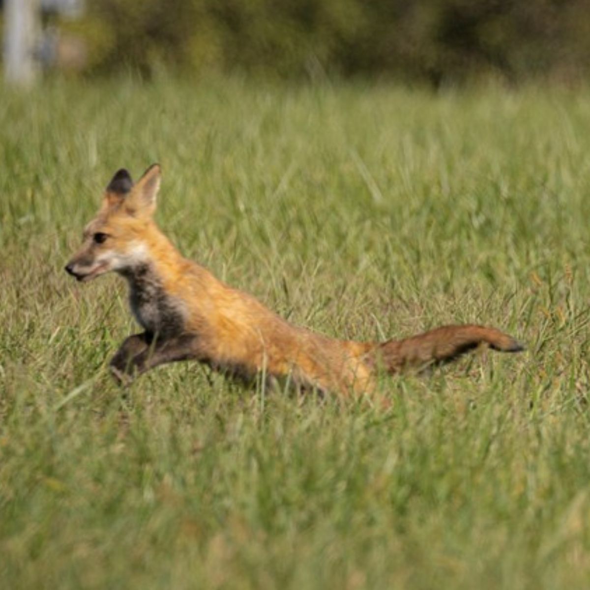 fox running on the grass