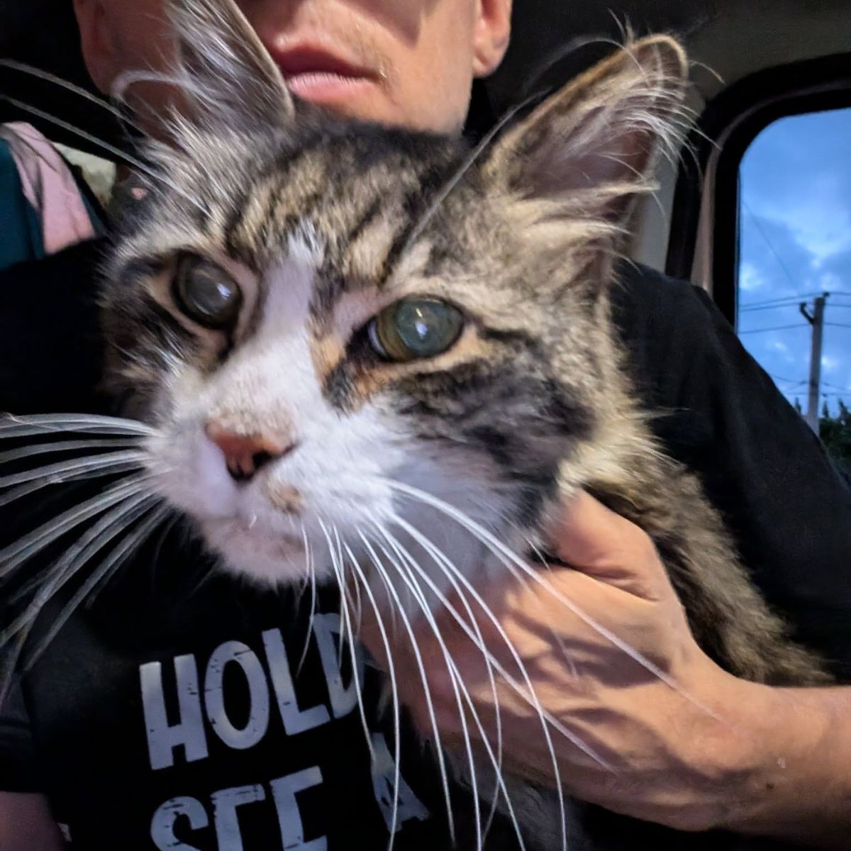 frightened cat in the truck is being petted