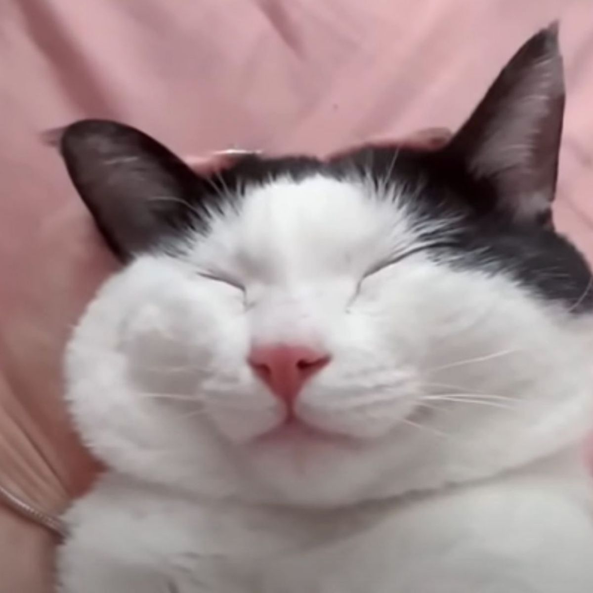 funny cat is sleeping