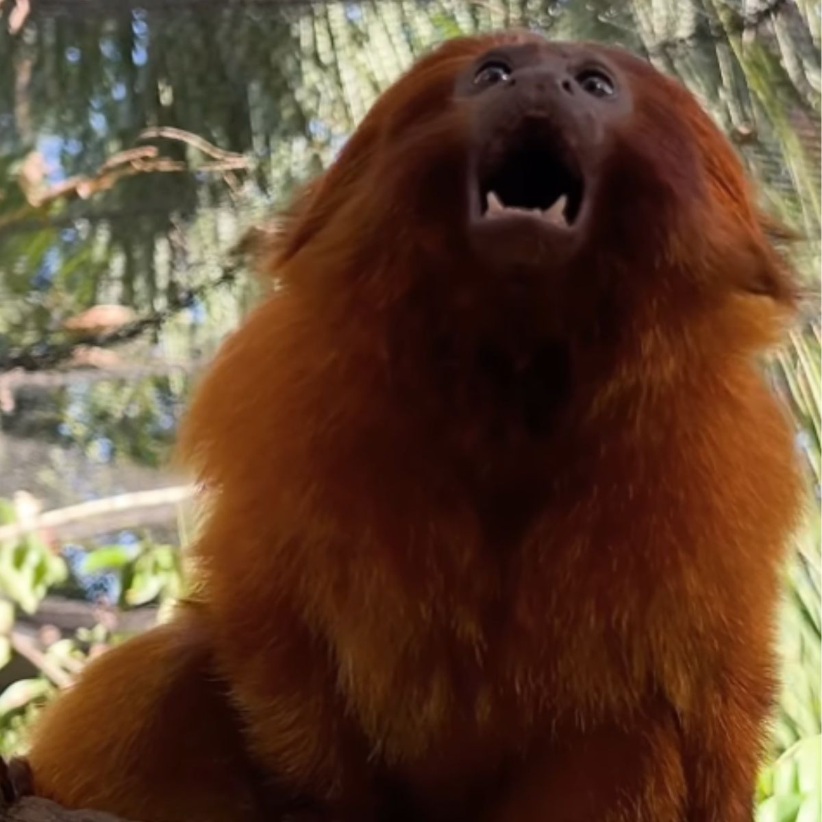 funny tamarins and sloths