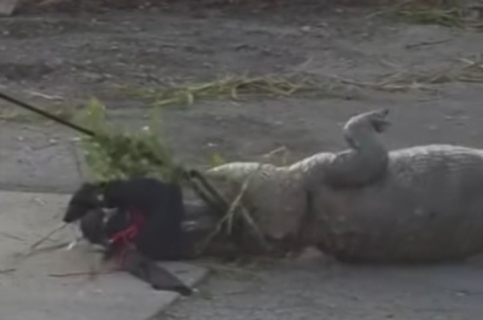 giant gator at parking lot