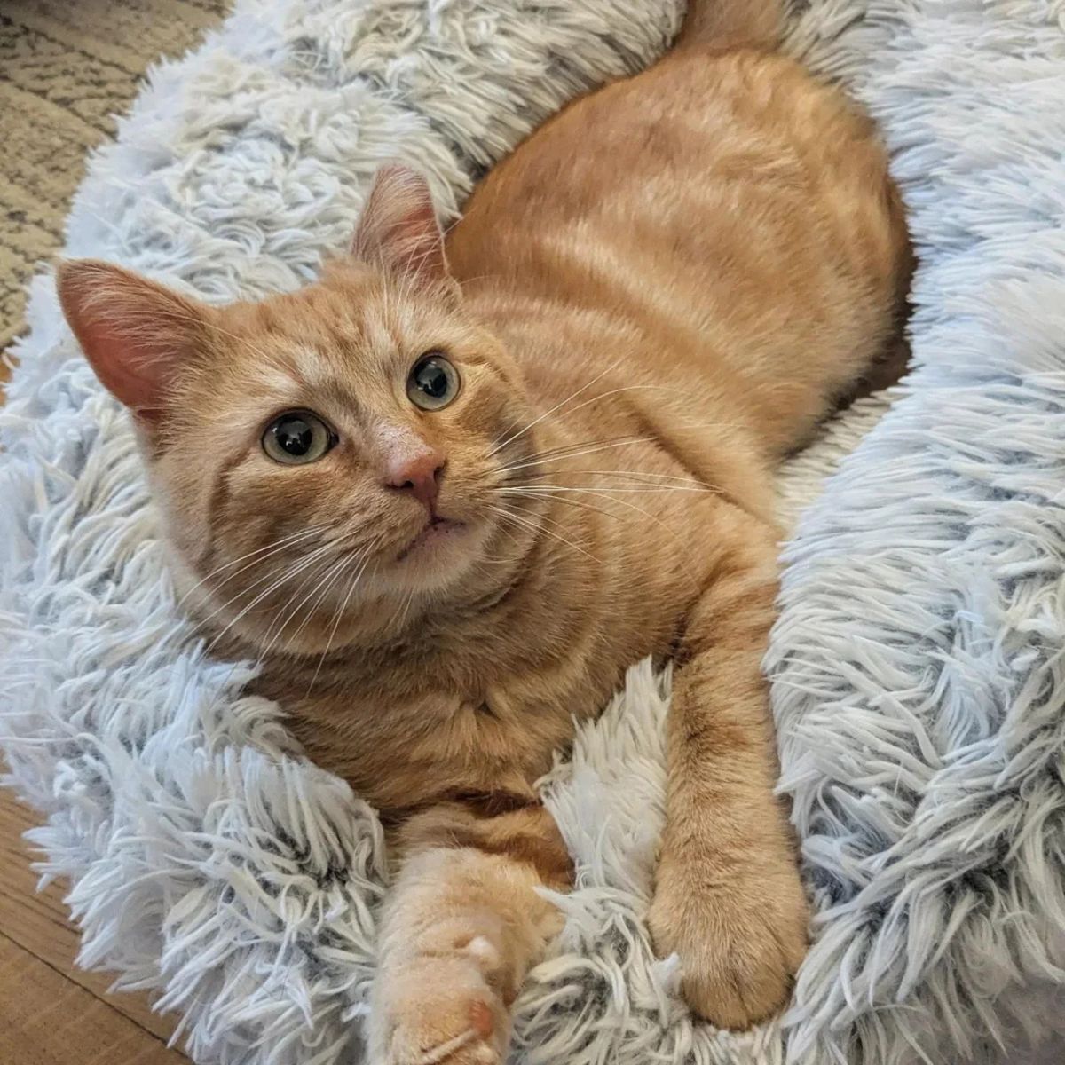 ginger cat in his bed