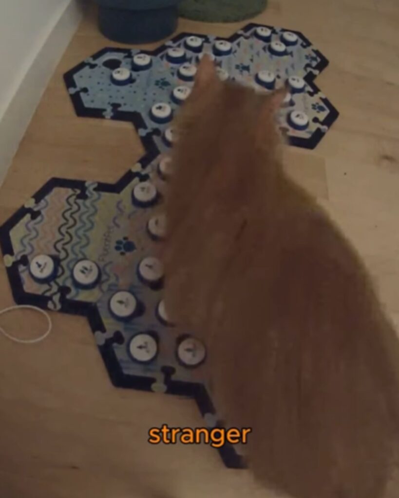 ginger cat next to the keys