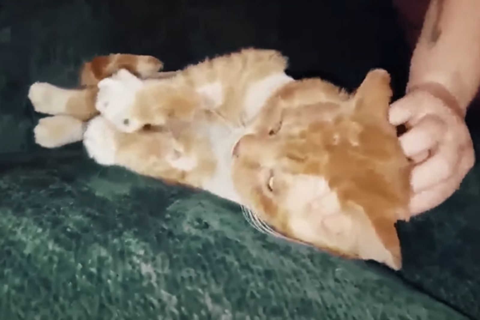 ginger freezing cat