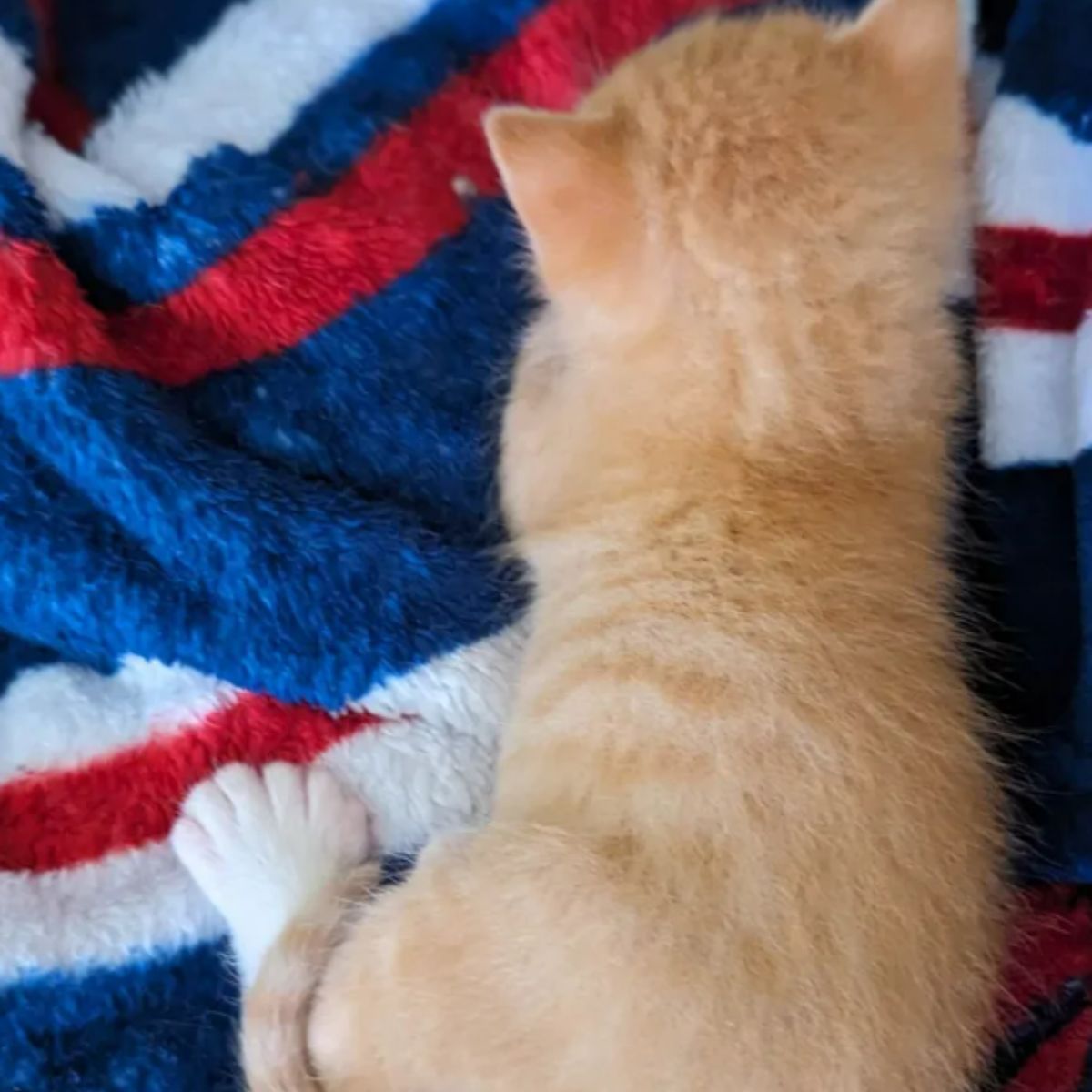 ginger kitten is lying down