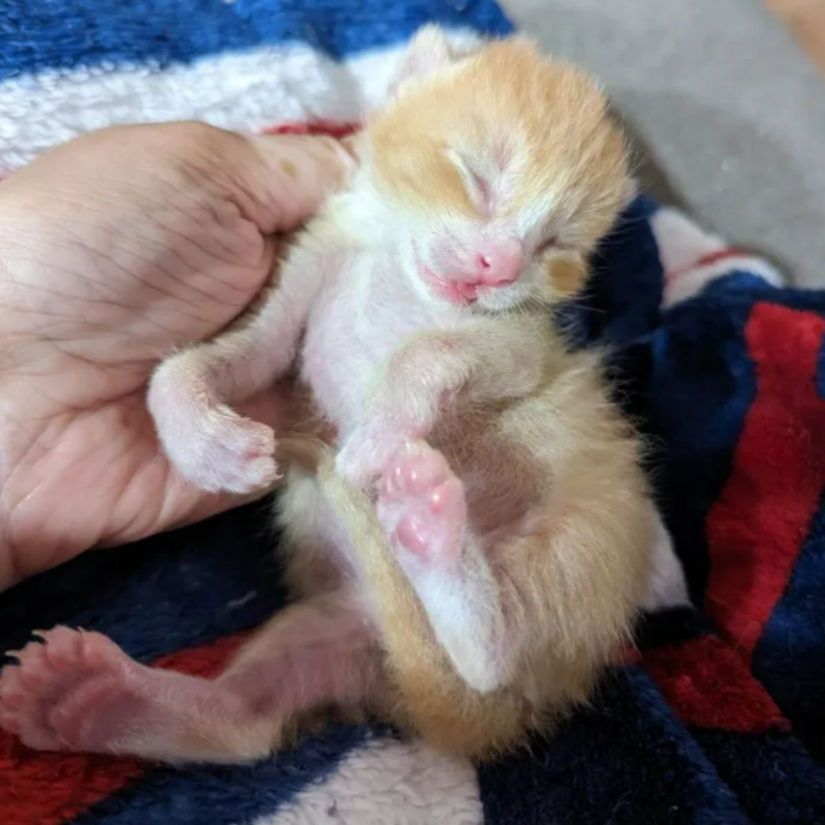 ginger kitten is napping