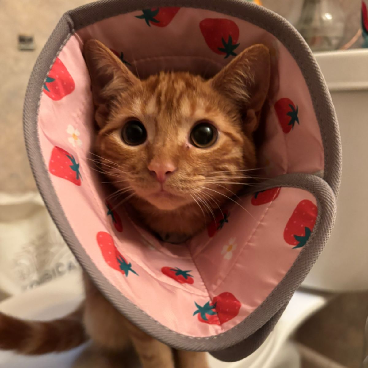 ginger kitten with a cute collar