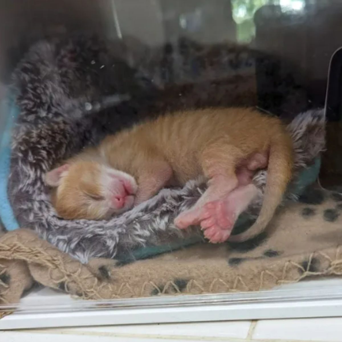 ginger kitten with pink paws