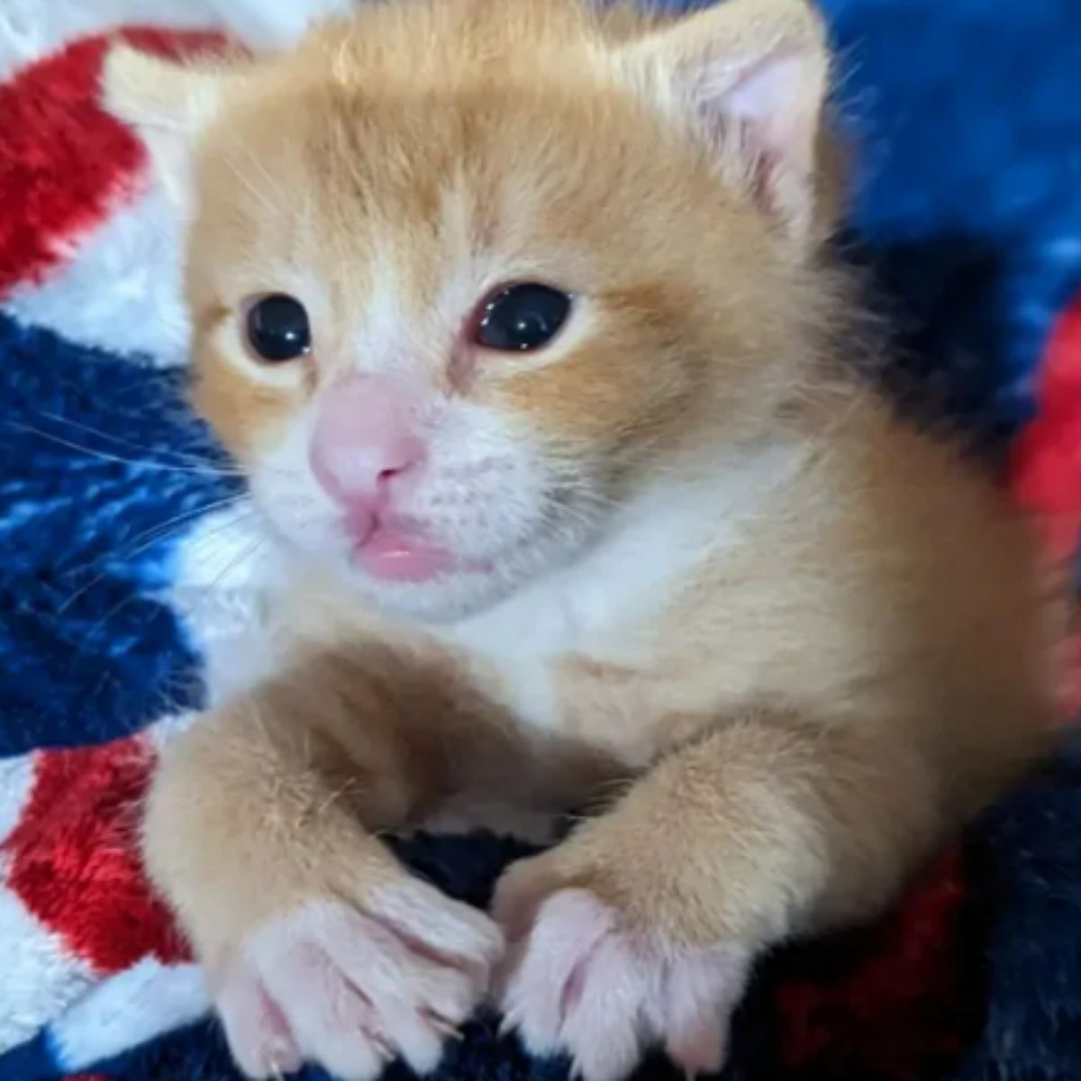 ginger kitten with strange paws