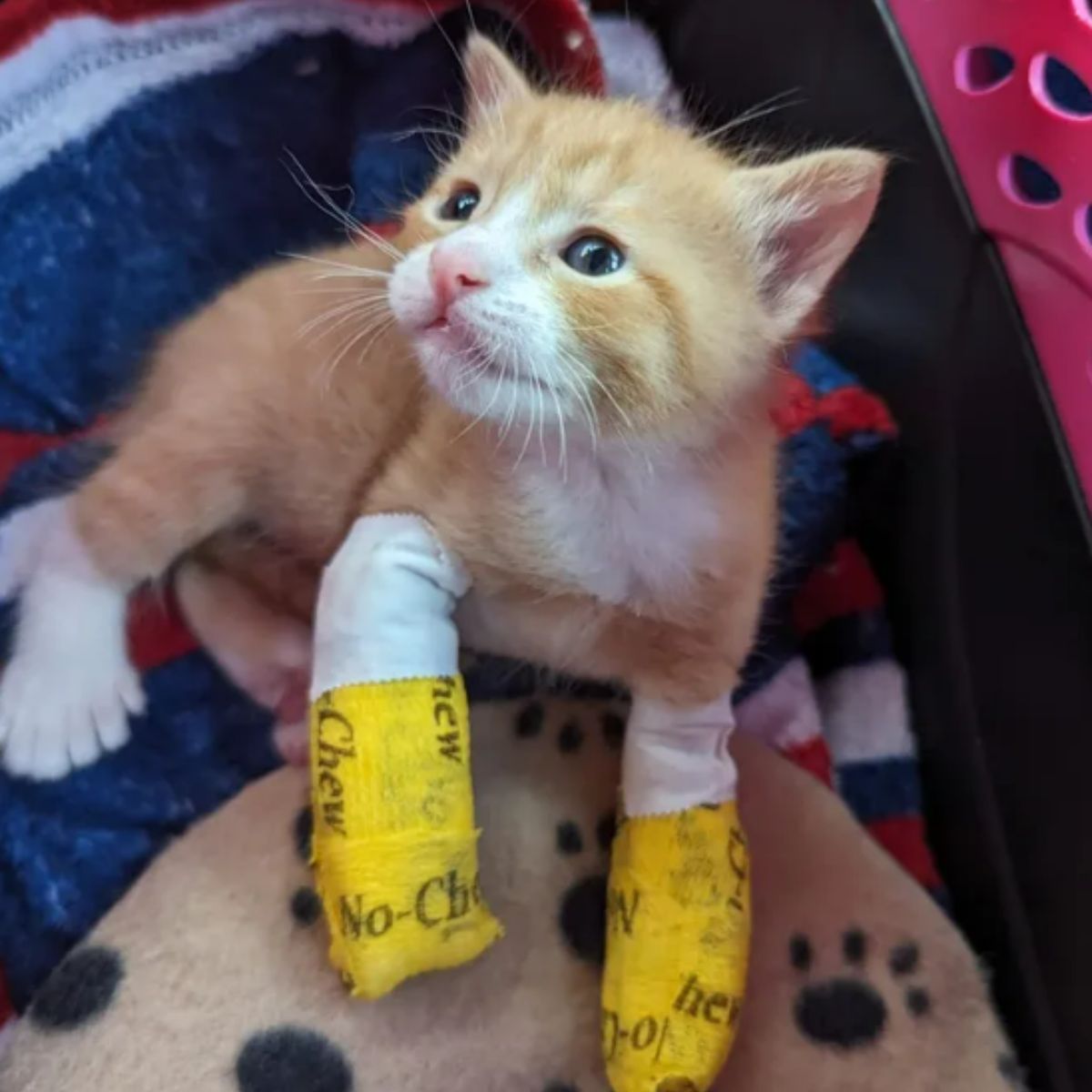 ginger kitten with wrapped legs