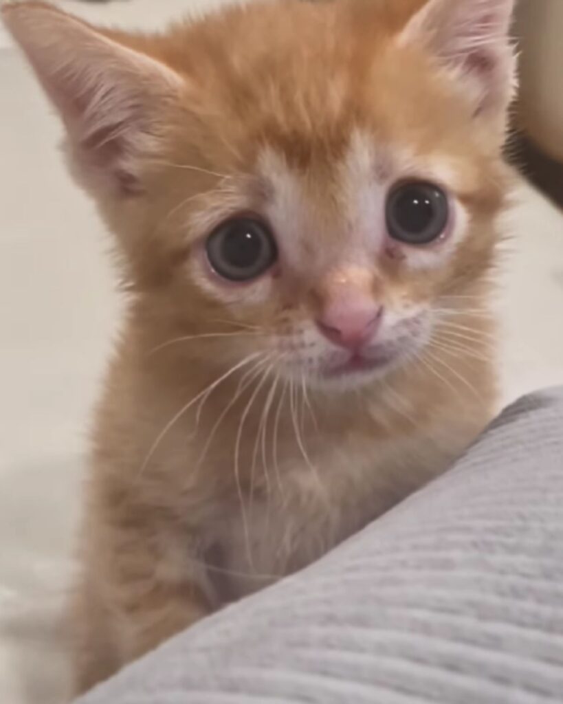 ginger little kitten