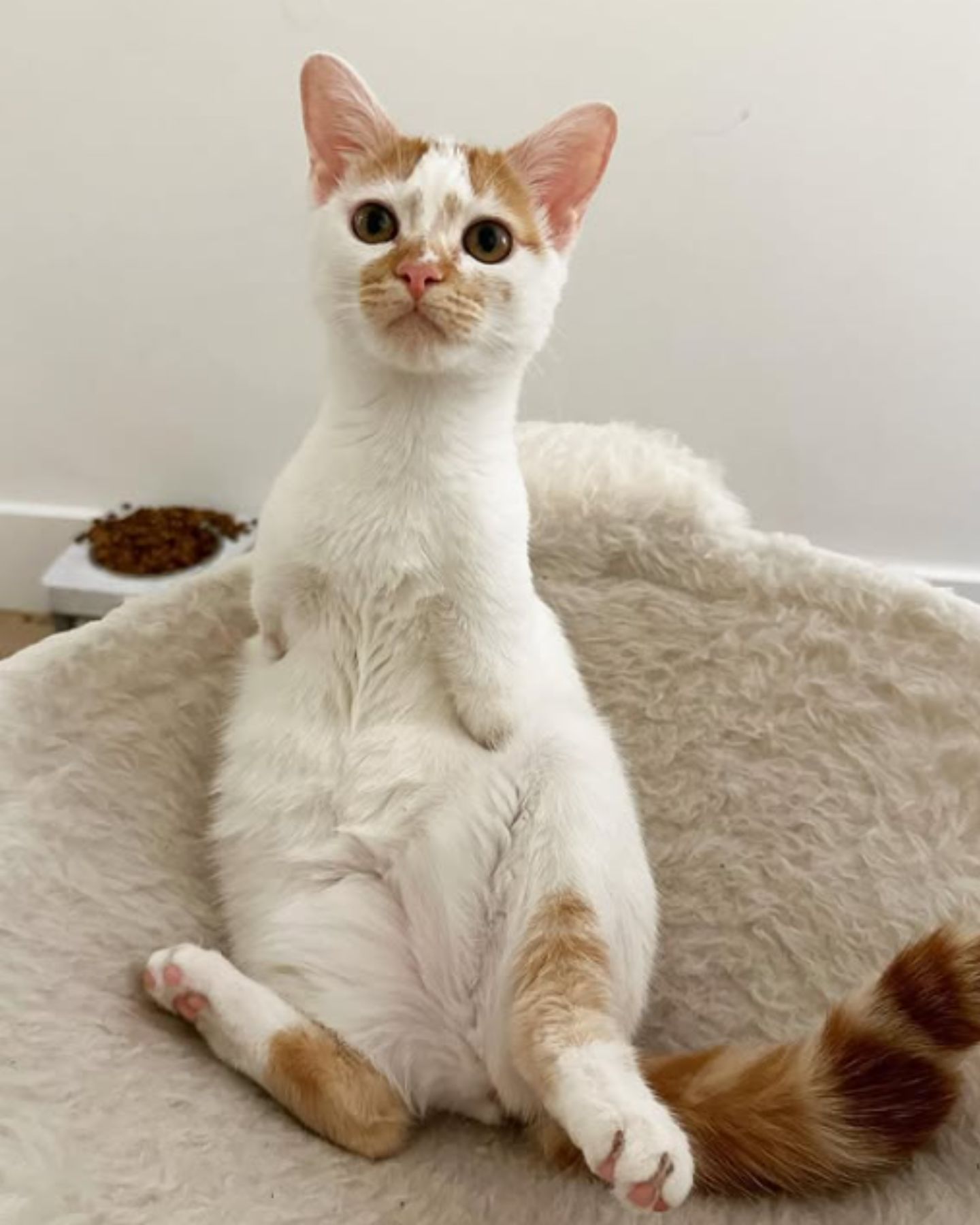 ginger-white cat without two paws