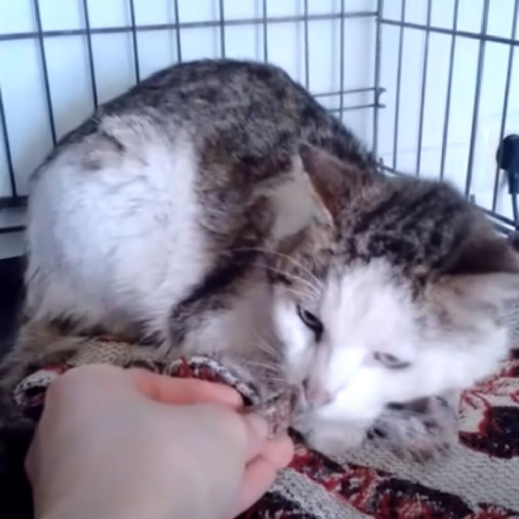 girl feeds a sick cat in a cage