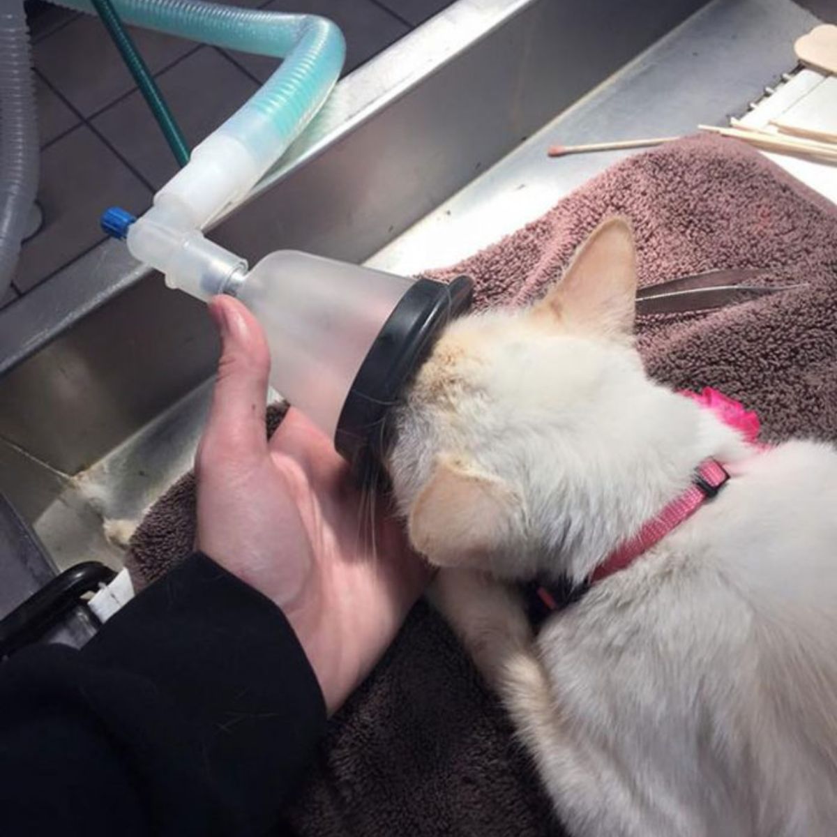 giving oxygen to a cat