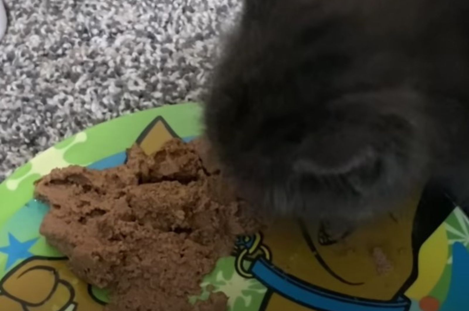 gray kitten eats food