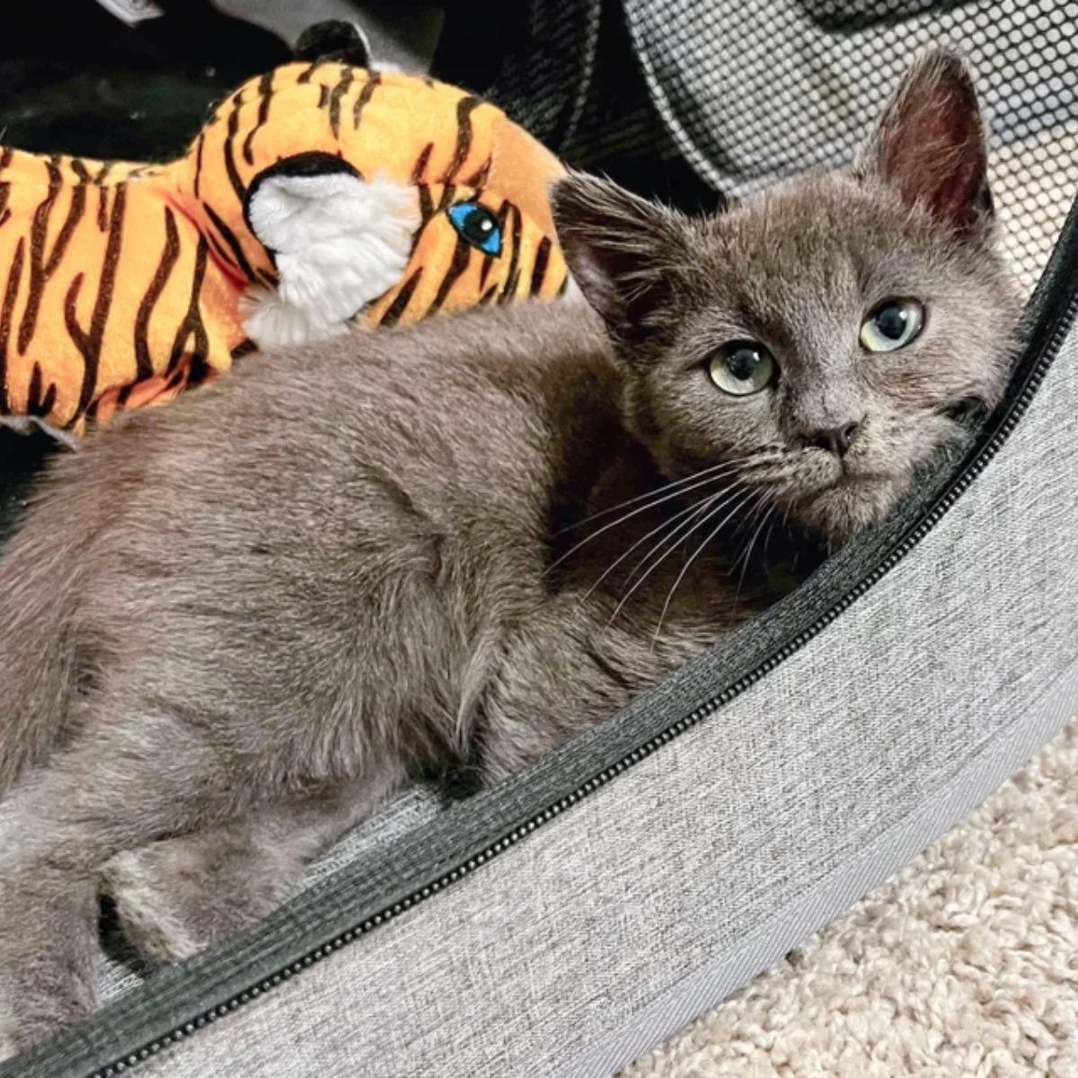 gray kitten is lying down