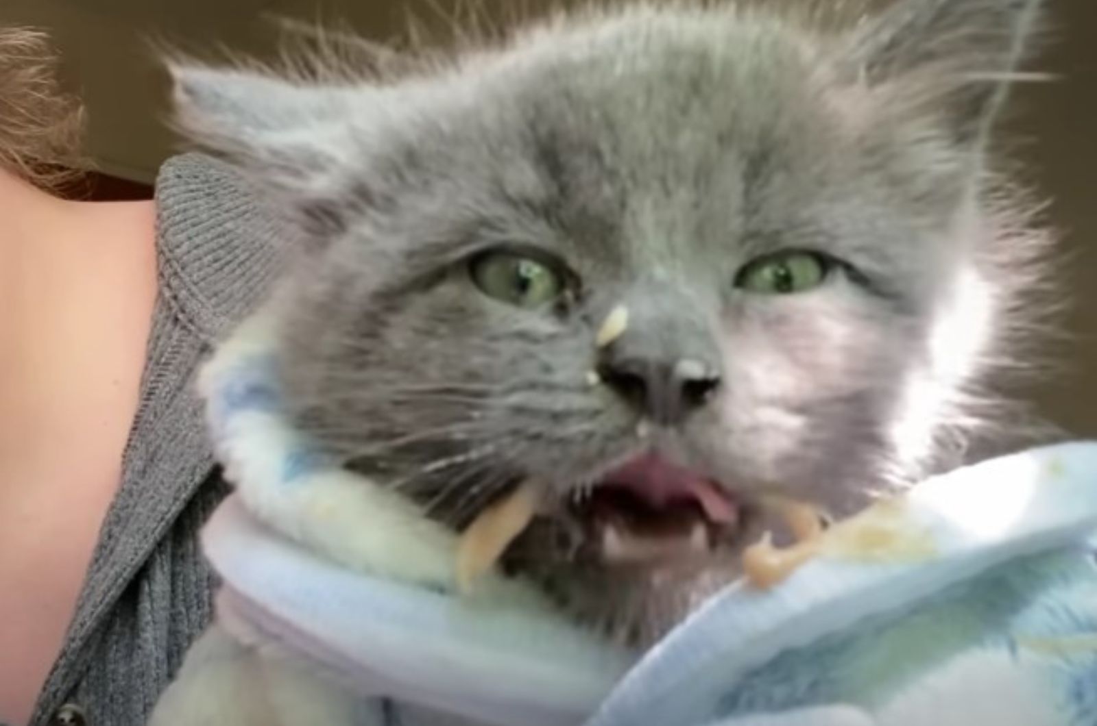 gray kitten licks itself