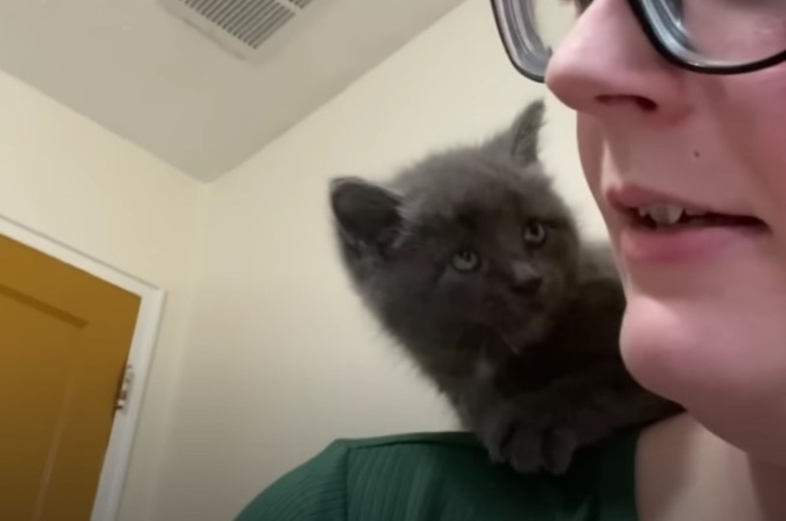 gray kitten looks at the woman