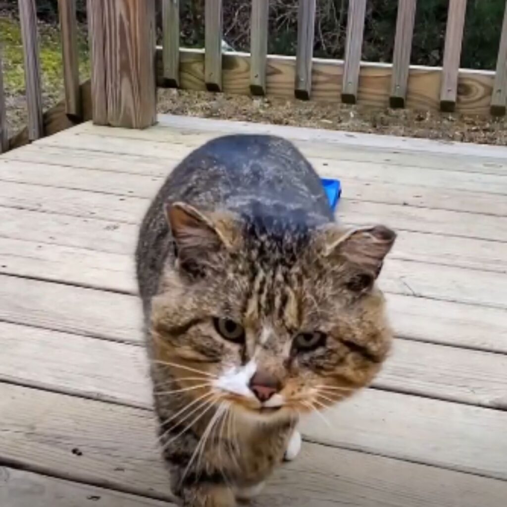 grumpy cat on a wooden terrace