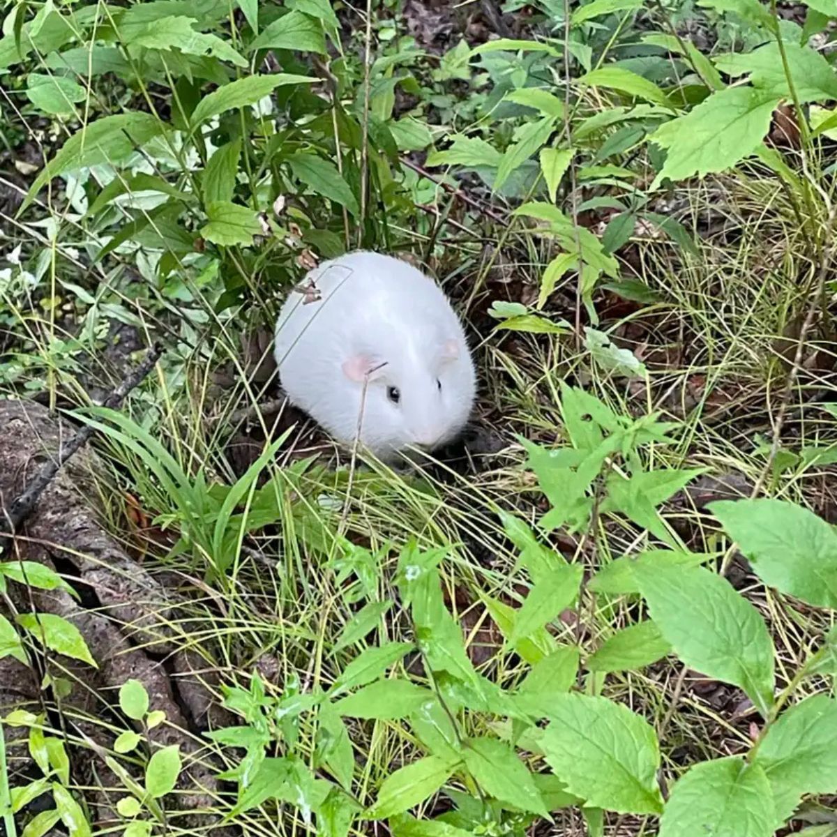 guinea pig curled up in the leaves