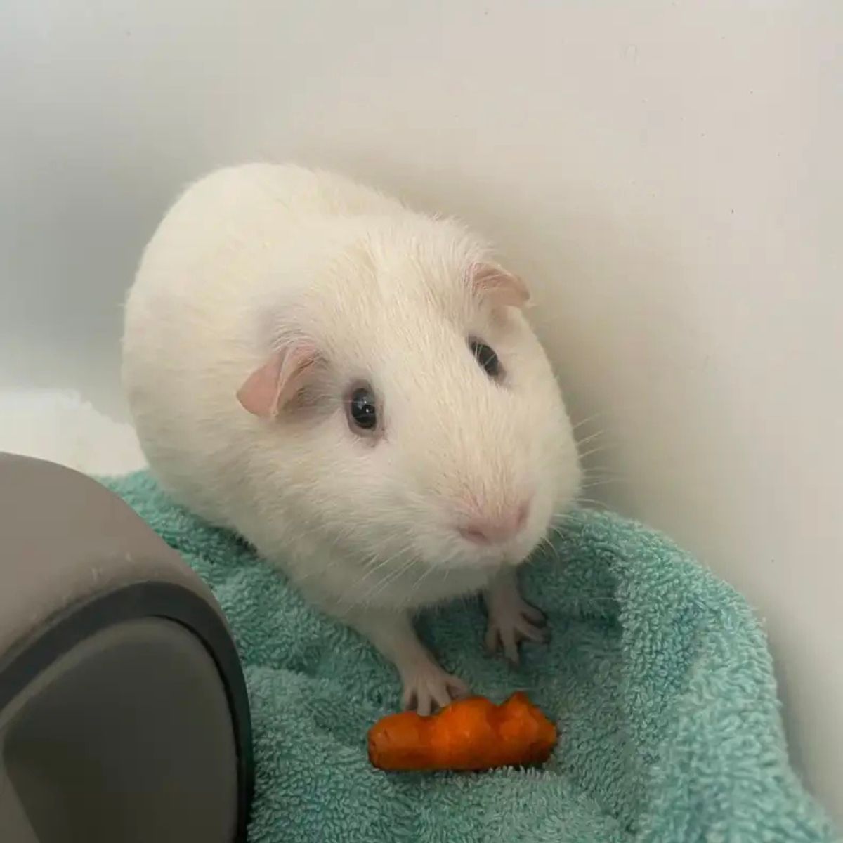 guinea pig eats a carrot