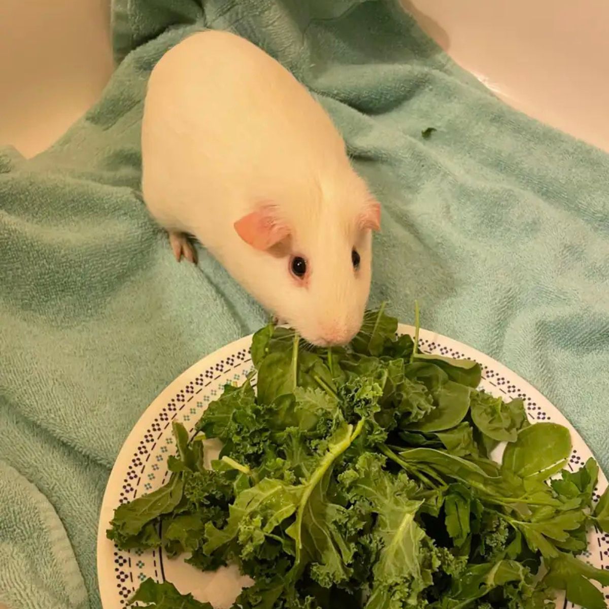 guinea pig eats greens