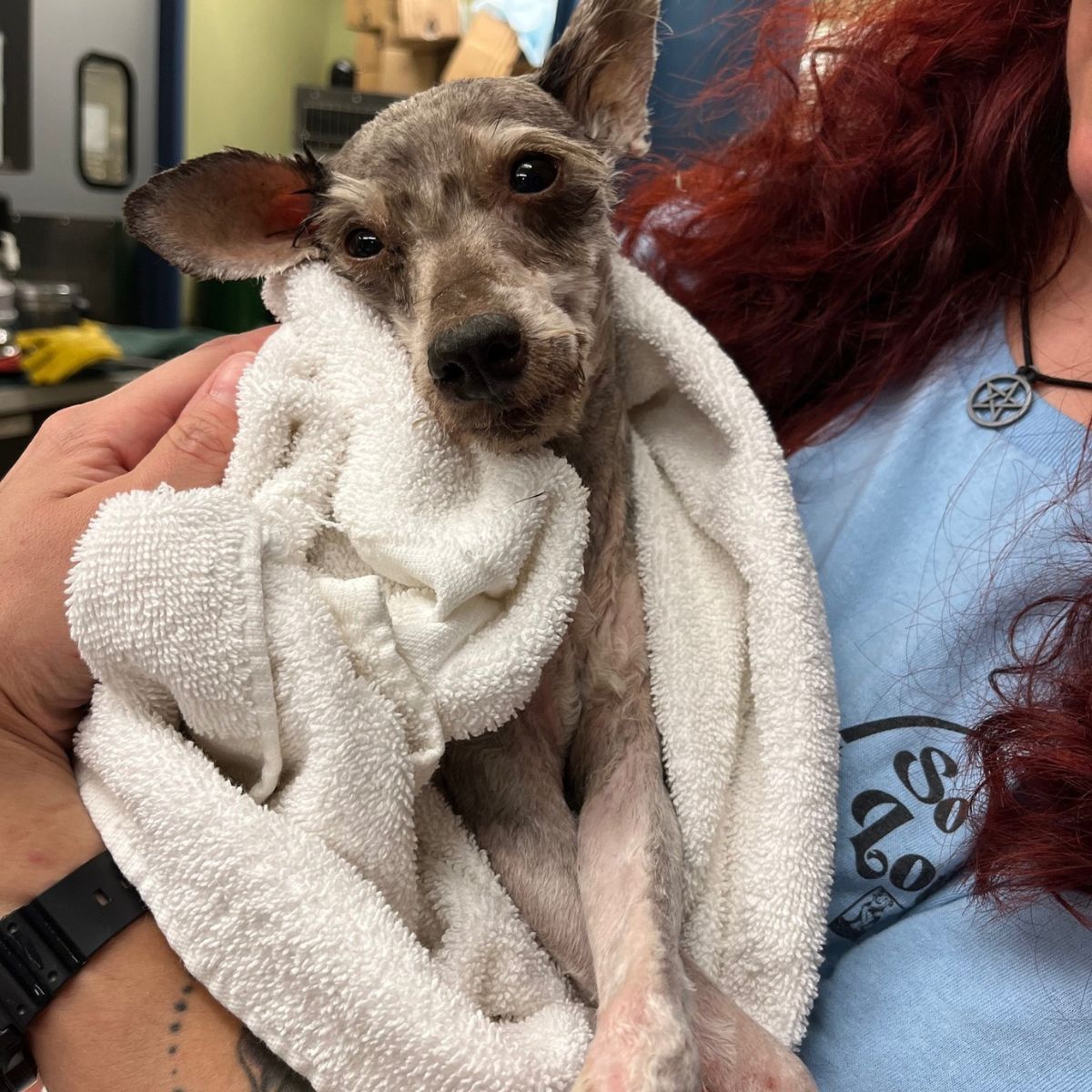 hair-clipped found dog