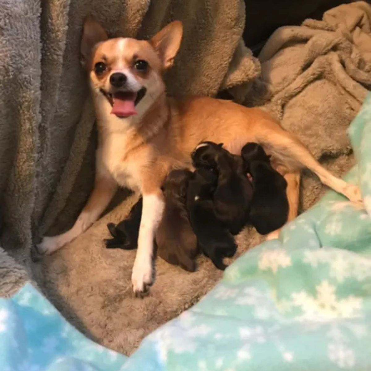 happy chihuahua with babies