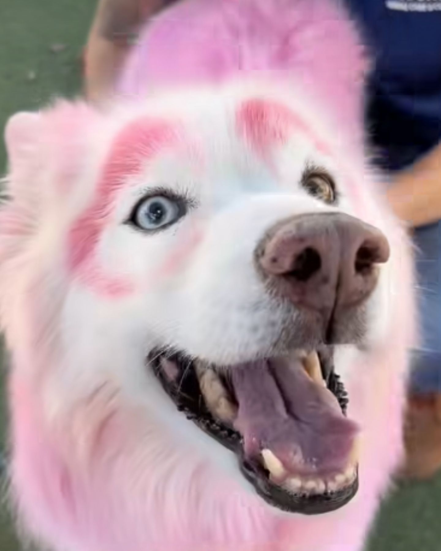 happy dog ​​dyed in pink