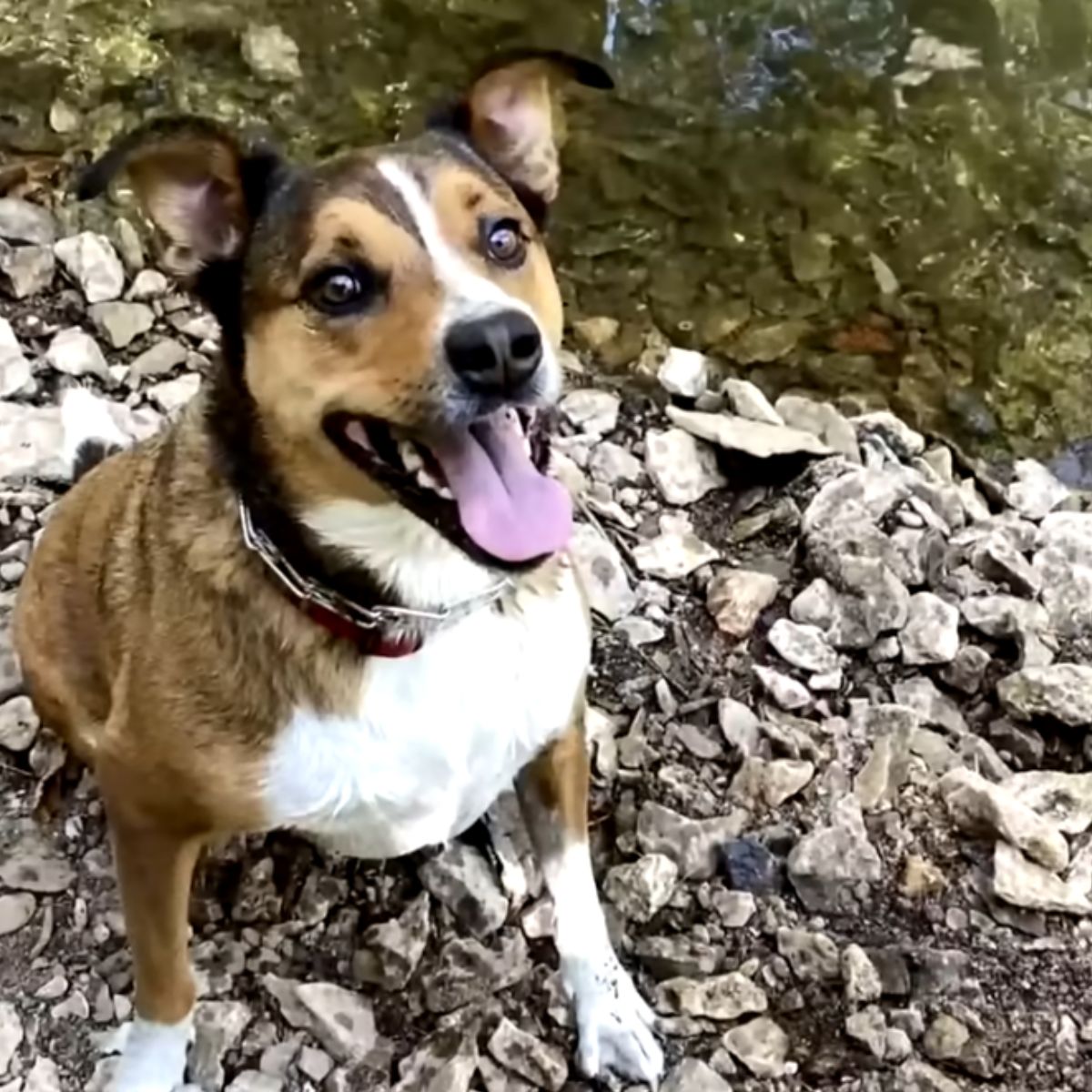 happy dog ​​escaped