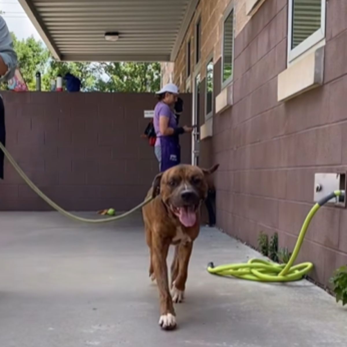 happy dog ​​on a leash