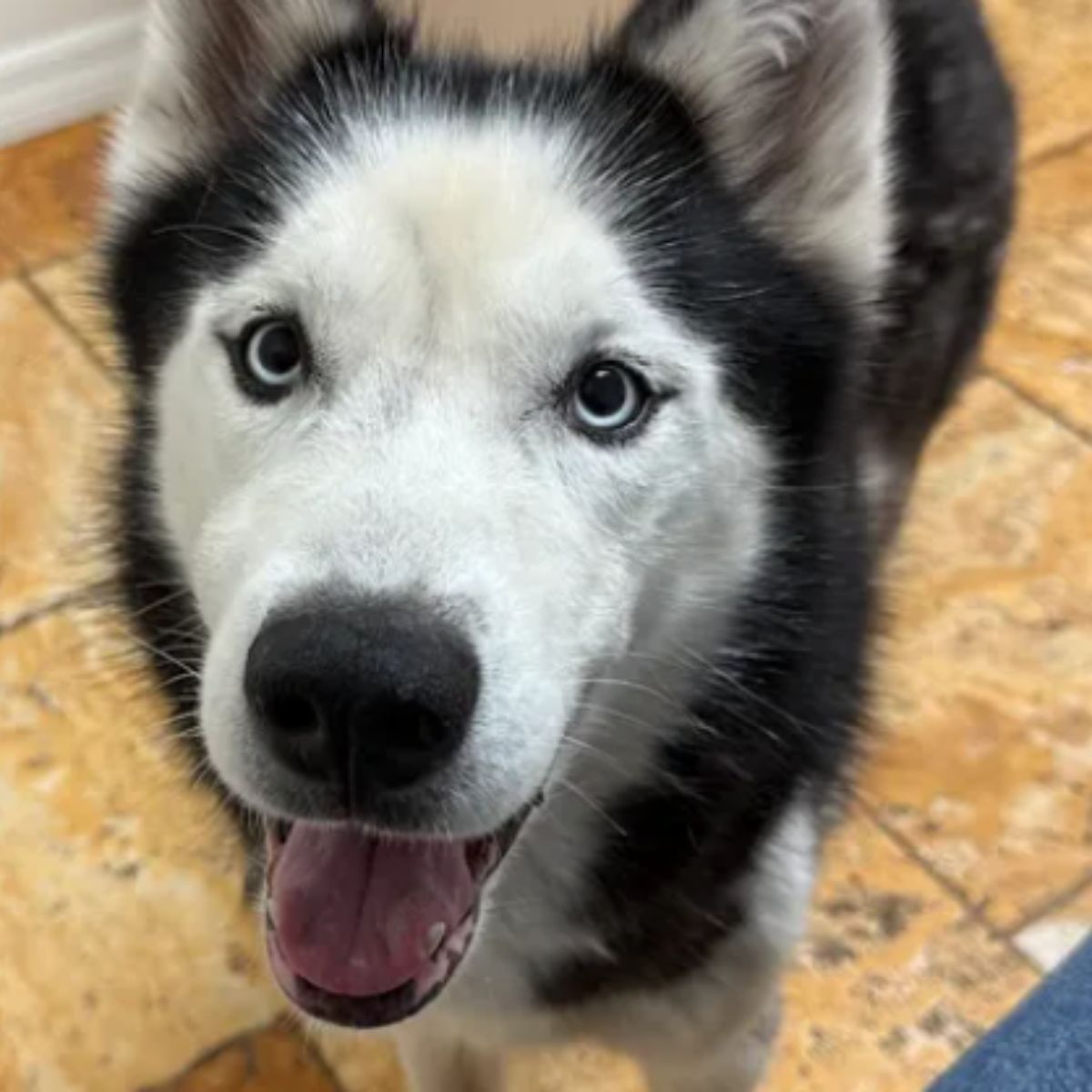 happy husky