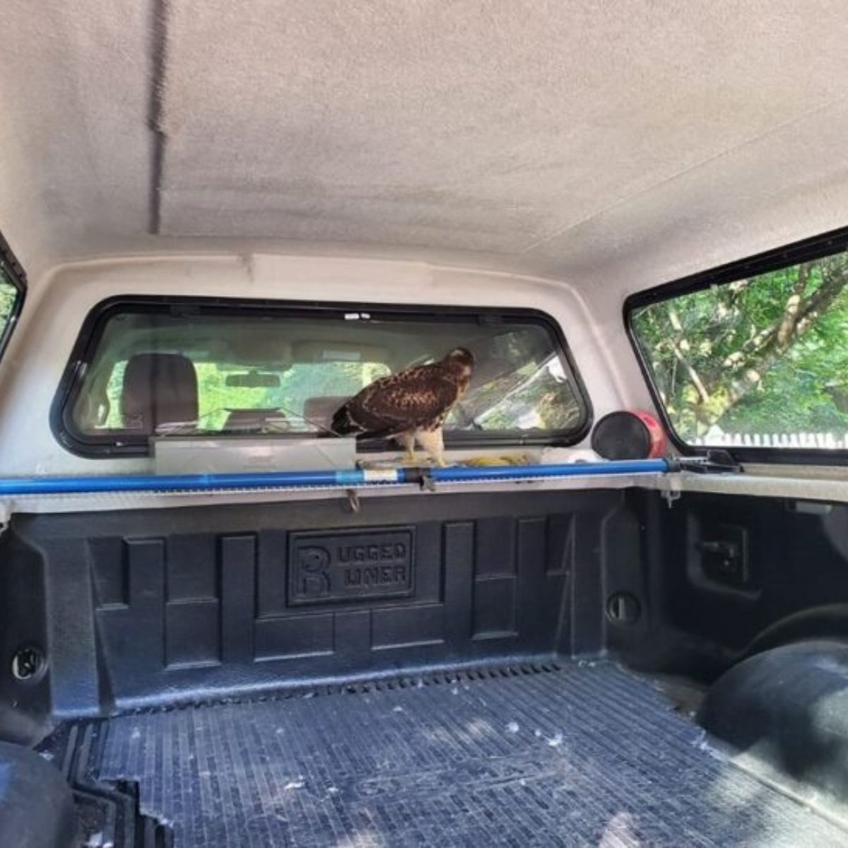 hawk in kayaker's truck