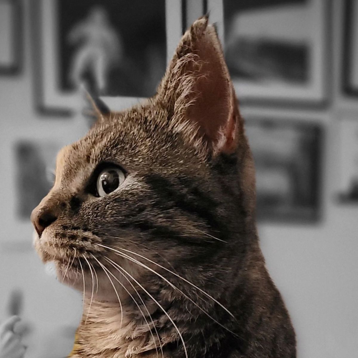 head of a senior beautiful cat