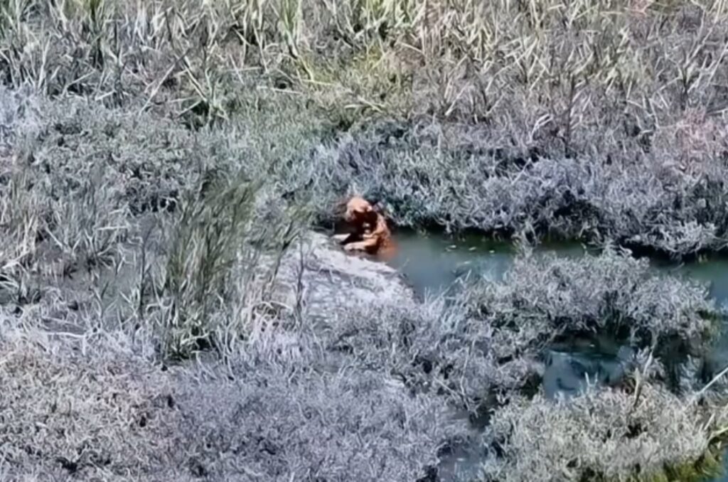 helpless dog in the canal