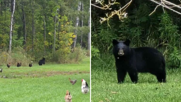 Watch How These Brave Hens Band Together To Chase Off A Giant Intruder In Michigan