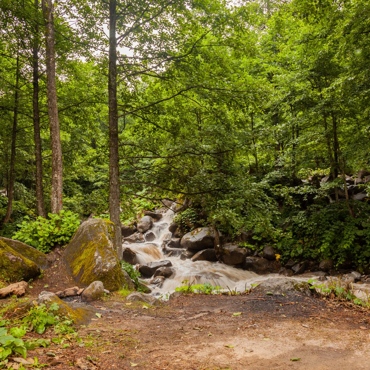 hikers find injured dog