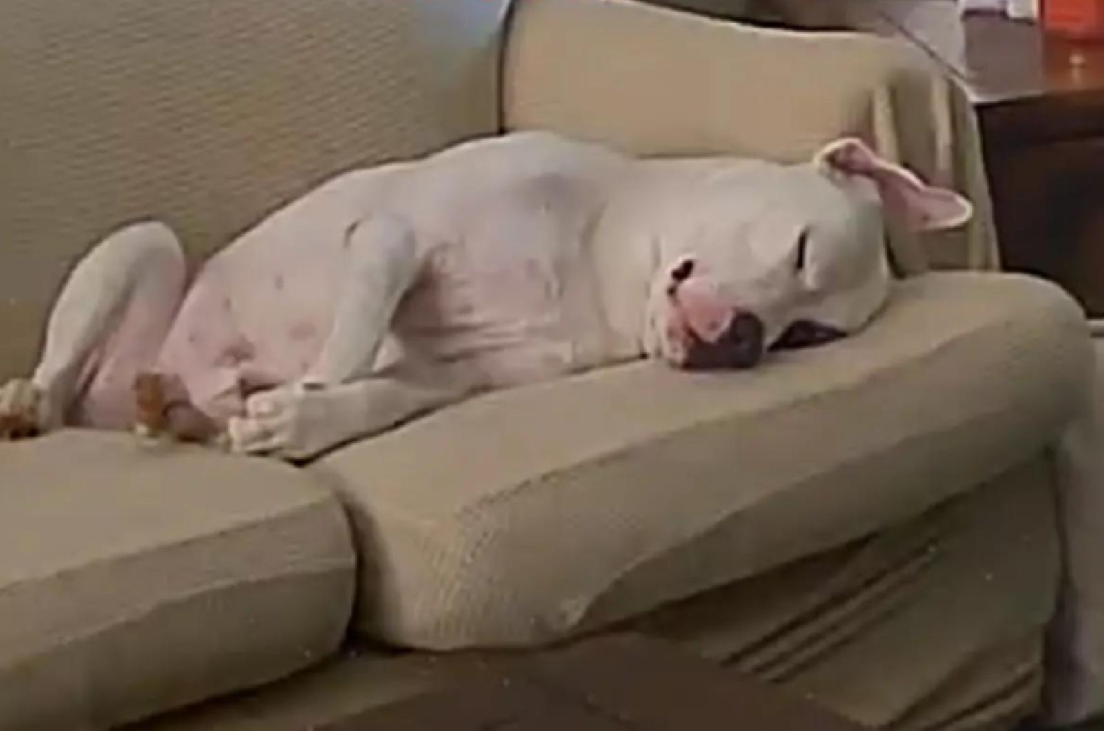 hite dog is sleeping