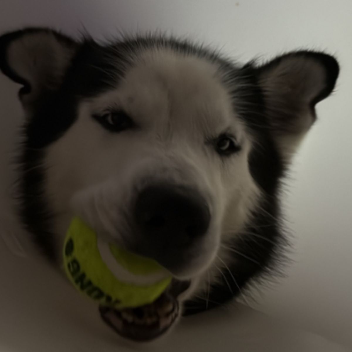 husky with a ball in his mouth