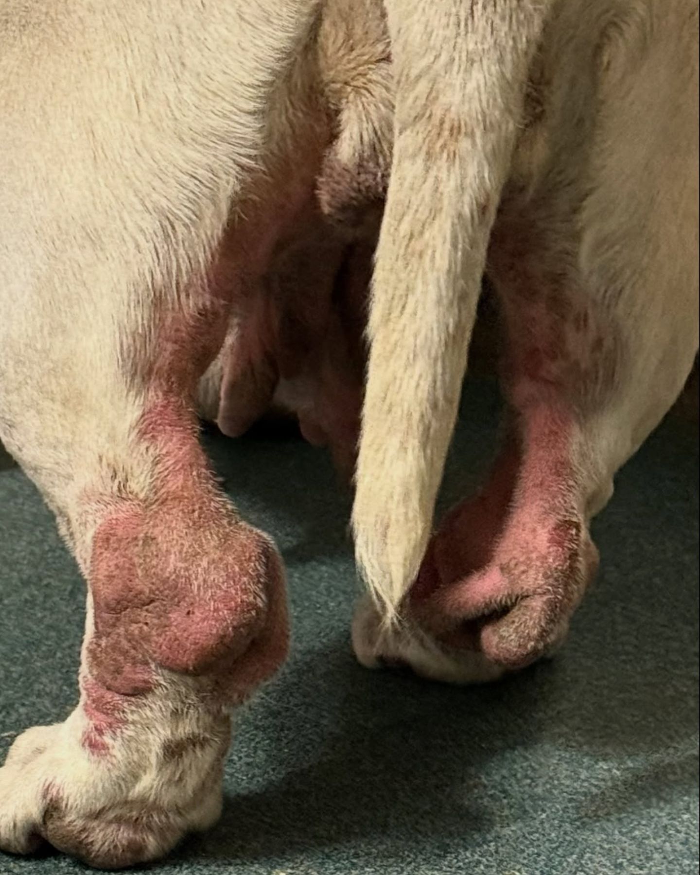 injured bulldog legs