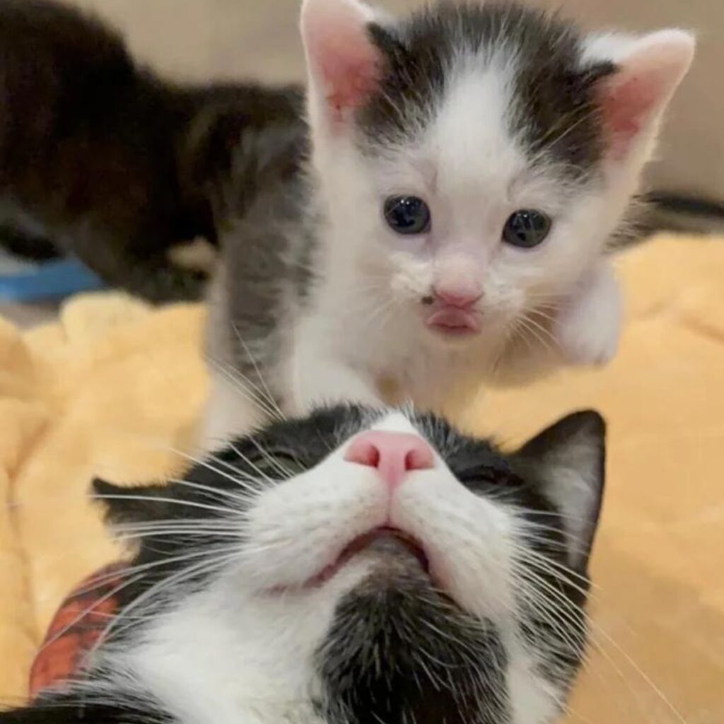 kitten approaches mother cat